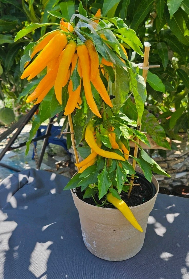 Mexican Cielo Sweet Orange Banana Pepper Seeds (20) / Easy / Full Sun / Rare