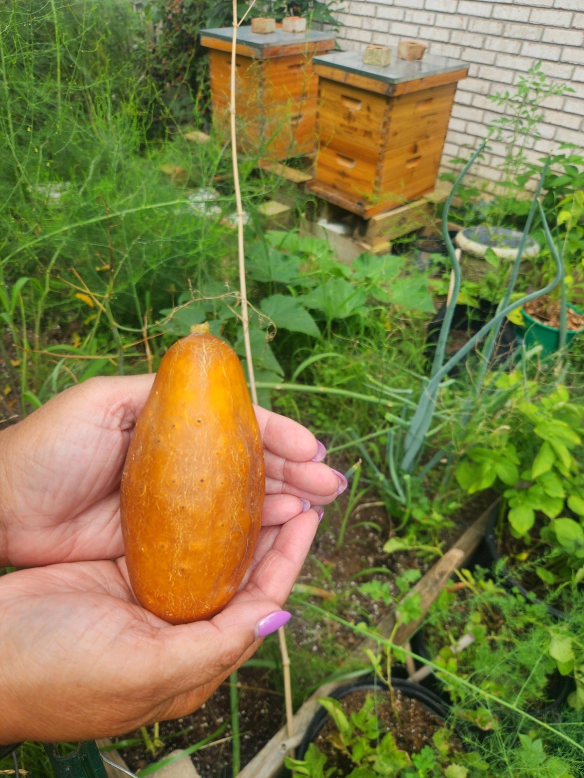 Poona Kheera Cucumber- 14 SEEDS .