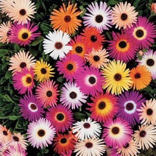 10,000+ Ice Plant Livingstone Daisy Flower Seeds Mixed Color Succulents