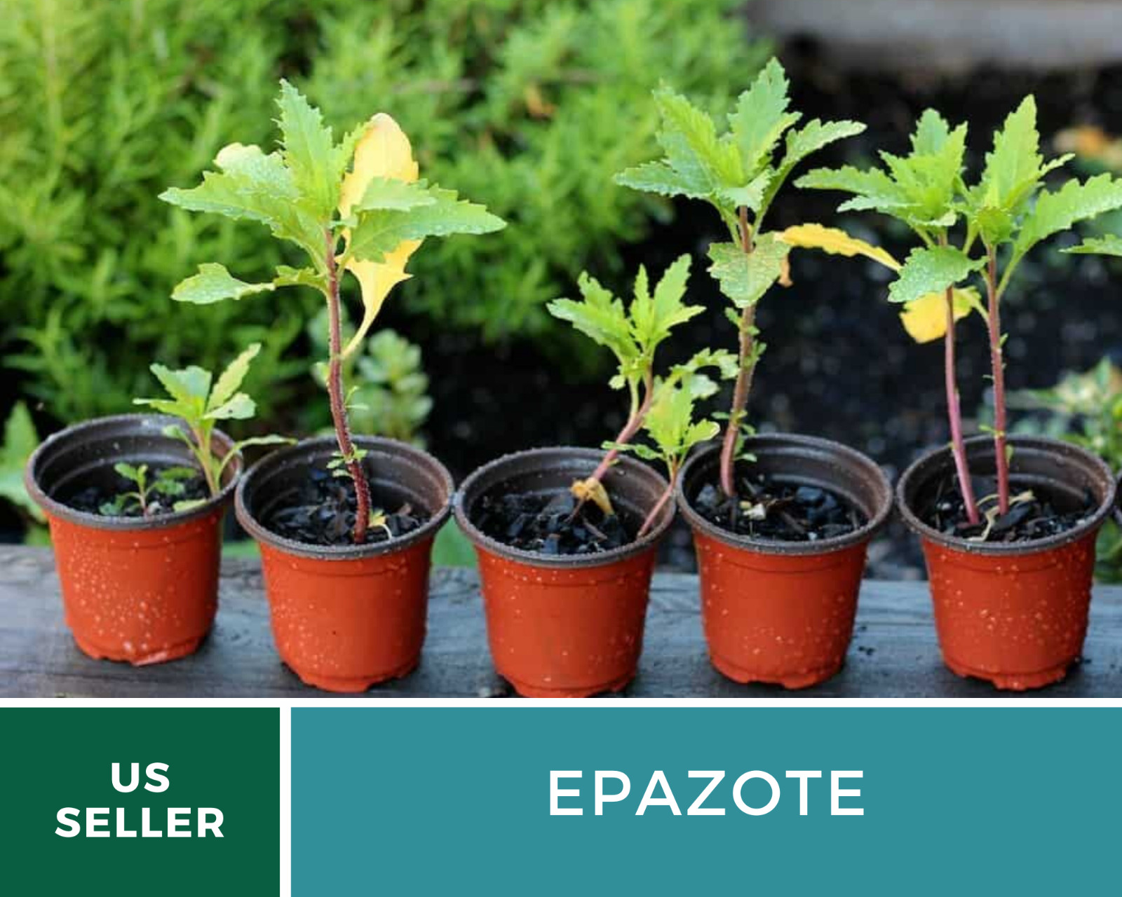 Epazote – Mexican Tea – Culinary & Medicinal Herb – GMO Free