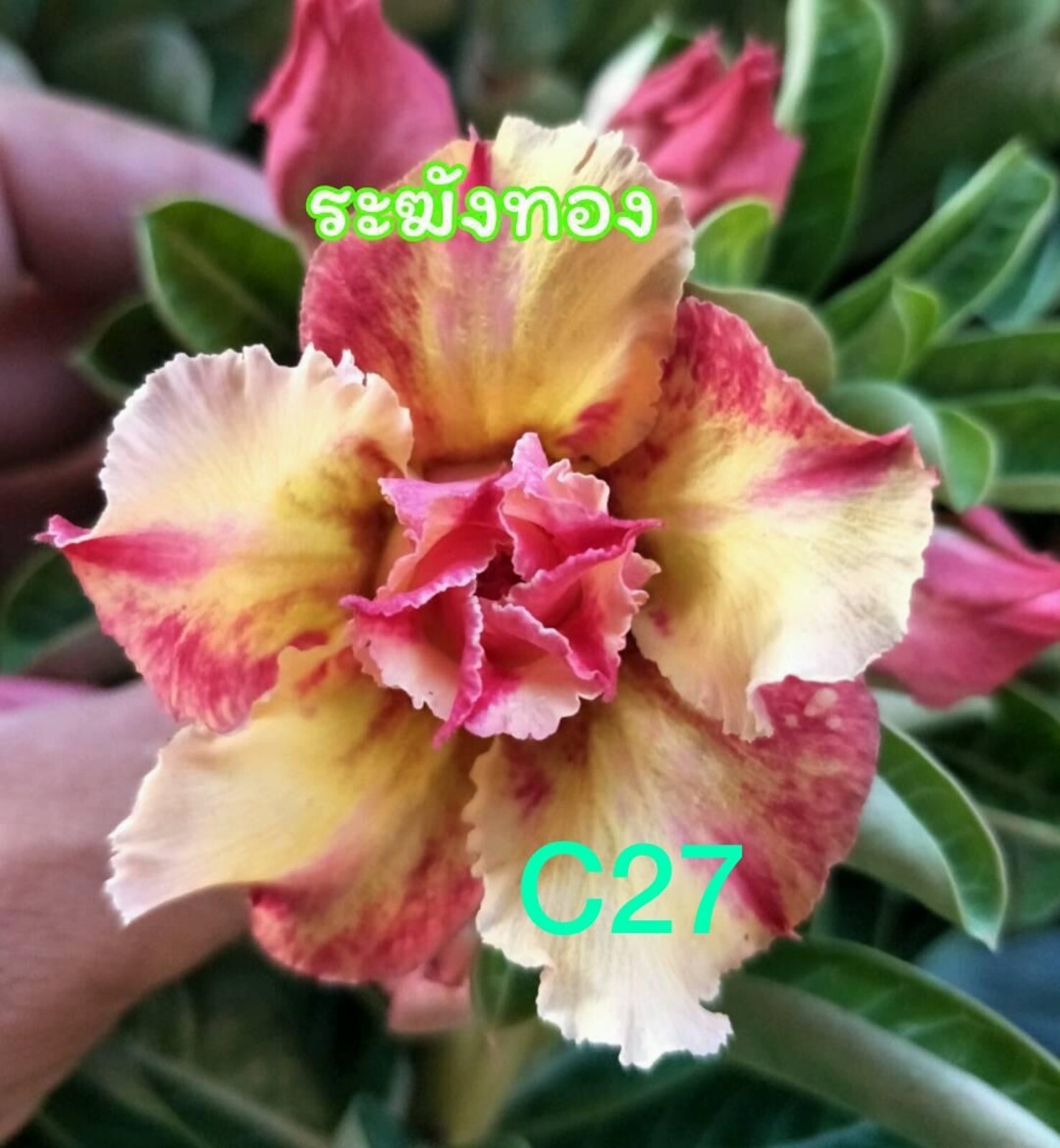 4 Magenta Yellow Desert Rose Seeds Adenium Obesum Flower Perennial Seed US SELL