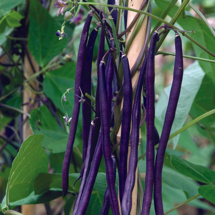 Purple Podded French Filet Pole Bean Seeds (25) / EASY / SUPER RARE / EASY
