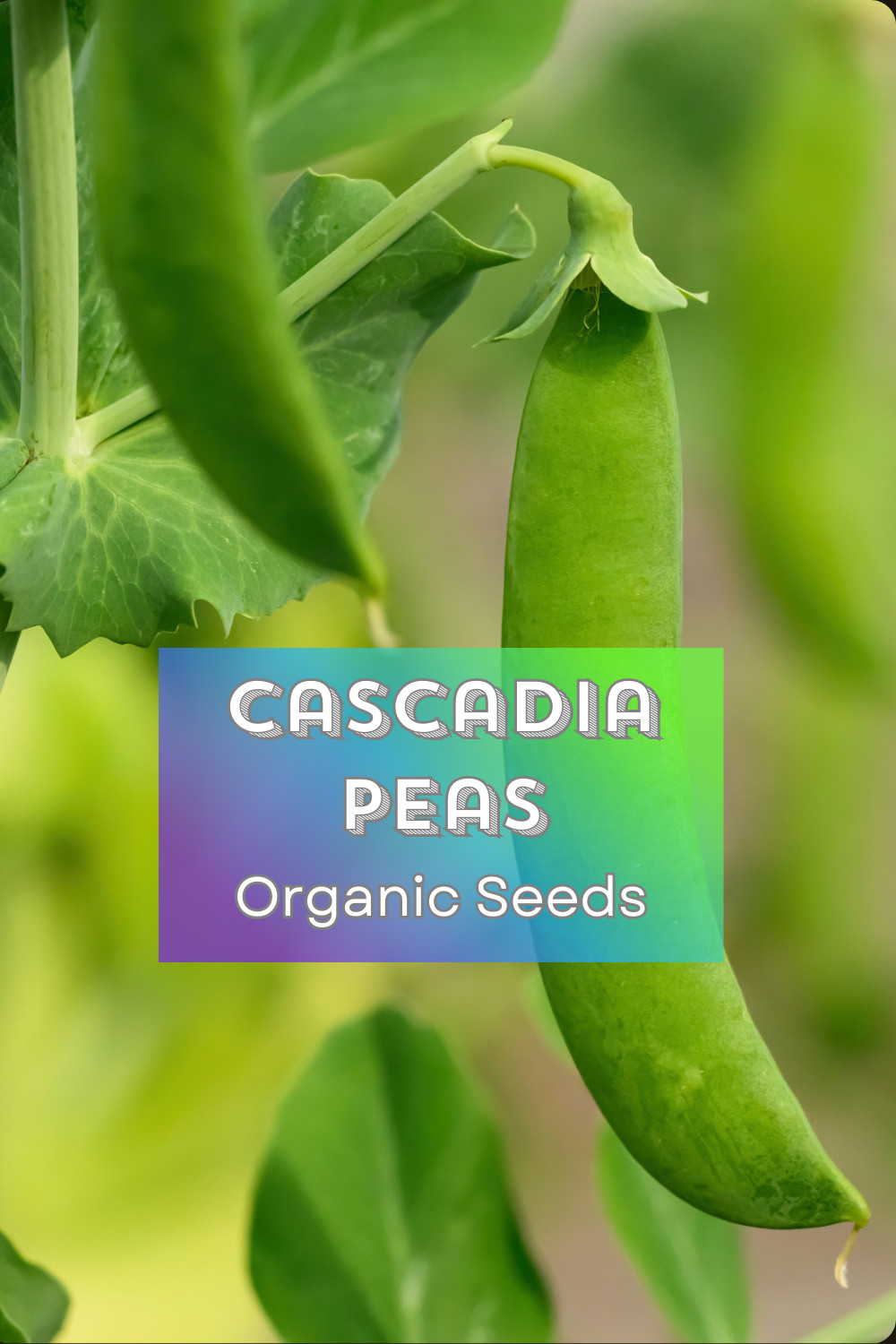 BEGINNER GARDEN for KIDS! 🌱 Organic Seed Collection 🌻 6 Fun Varieties + Gift!