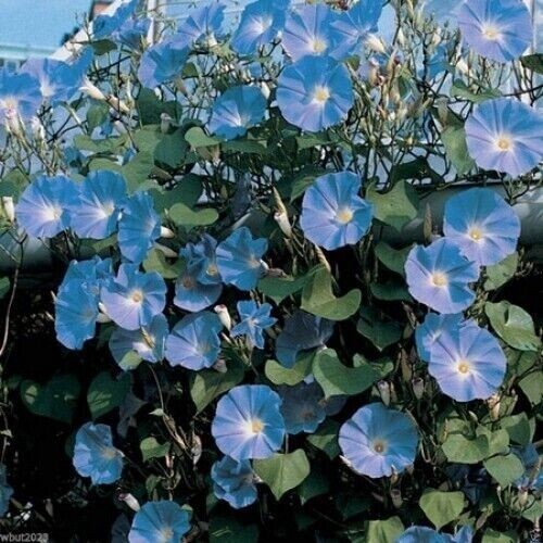 400+ Morning Glory Seeds – Heavenly Blue —————– Climbing – Beautiful