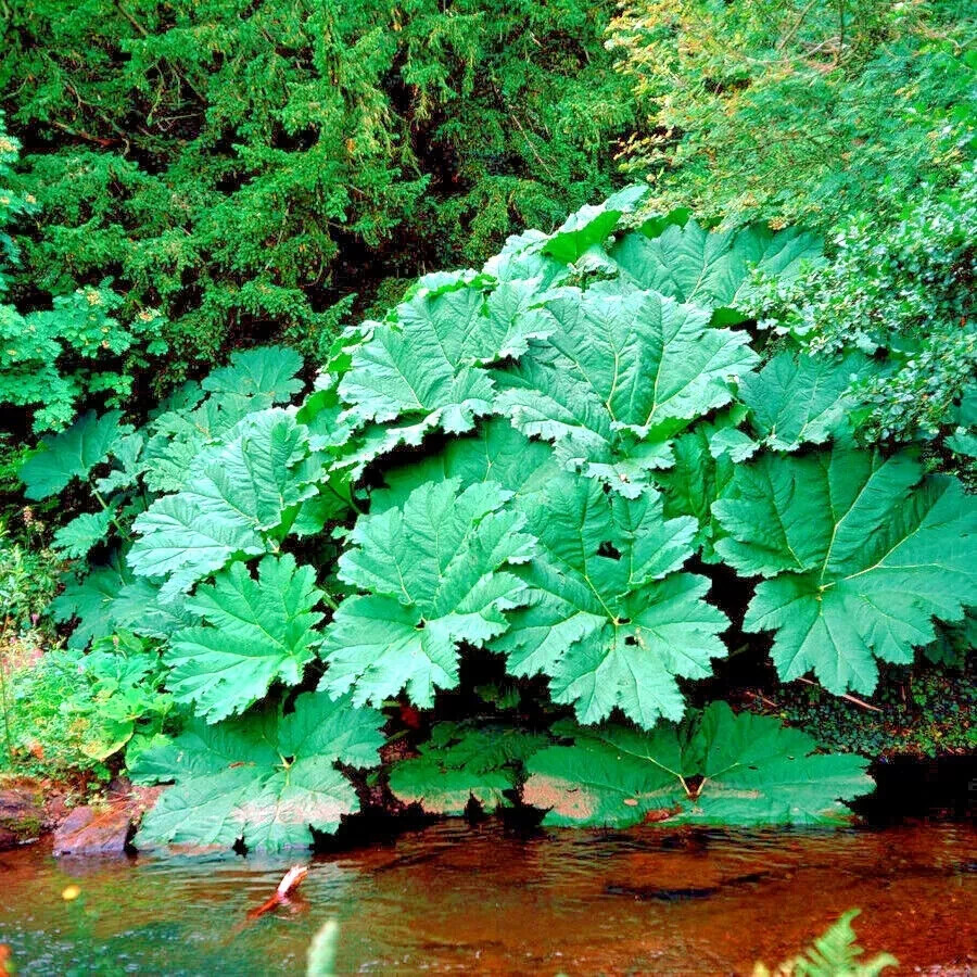 25 Gunnera Manicata Seeds