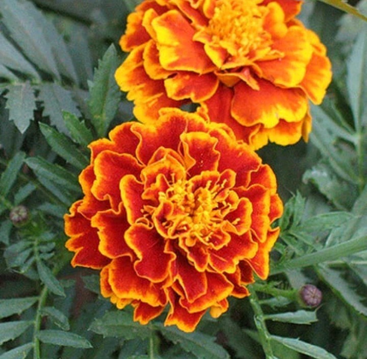 Sparky Mix Marigold Seeds | Bicolor Orange, Yellow & Red | Free Shipping