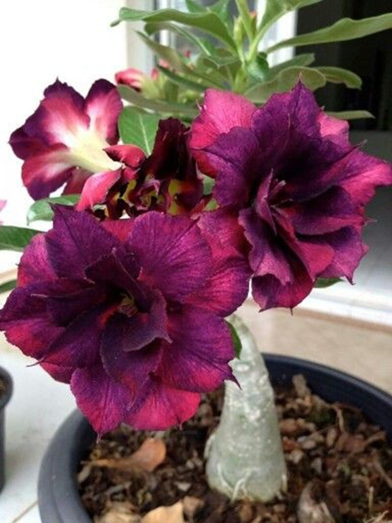 4 Purple Black Desert Rose Seeds Adenium Obesum Flower Perennial Seed US SELLER