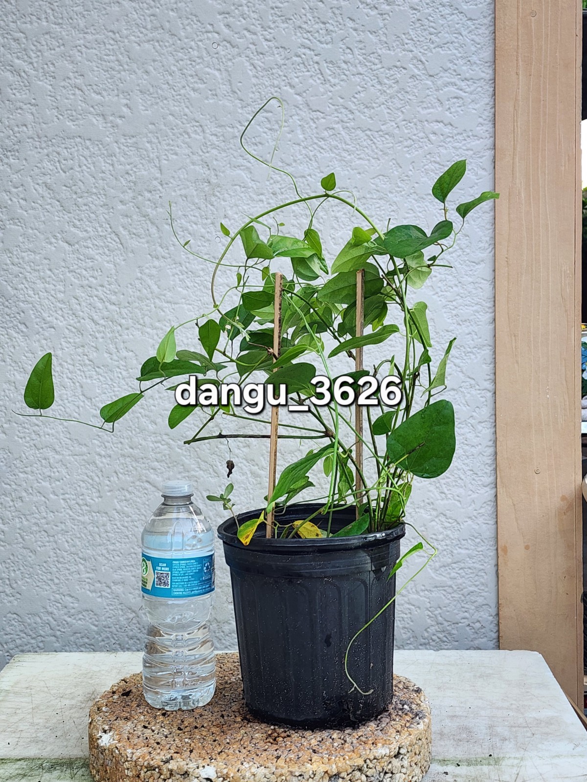 2 Green Grass Jelly Vines – Sương Sâm Plants 12”-17” in One Pot | Rare Tropical