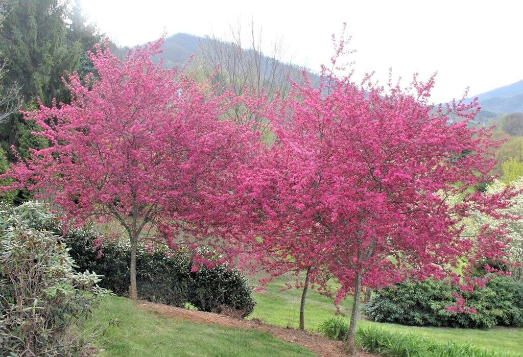 French Wild Apple | Premium Seeds | Malus sylvestris ‘Fruit’ | Plants’®
