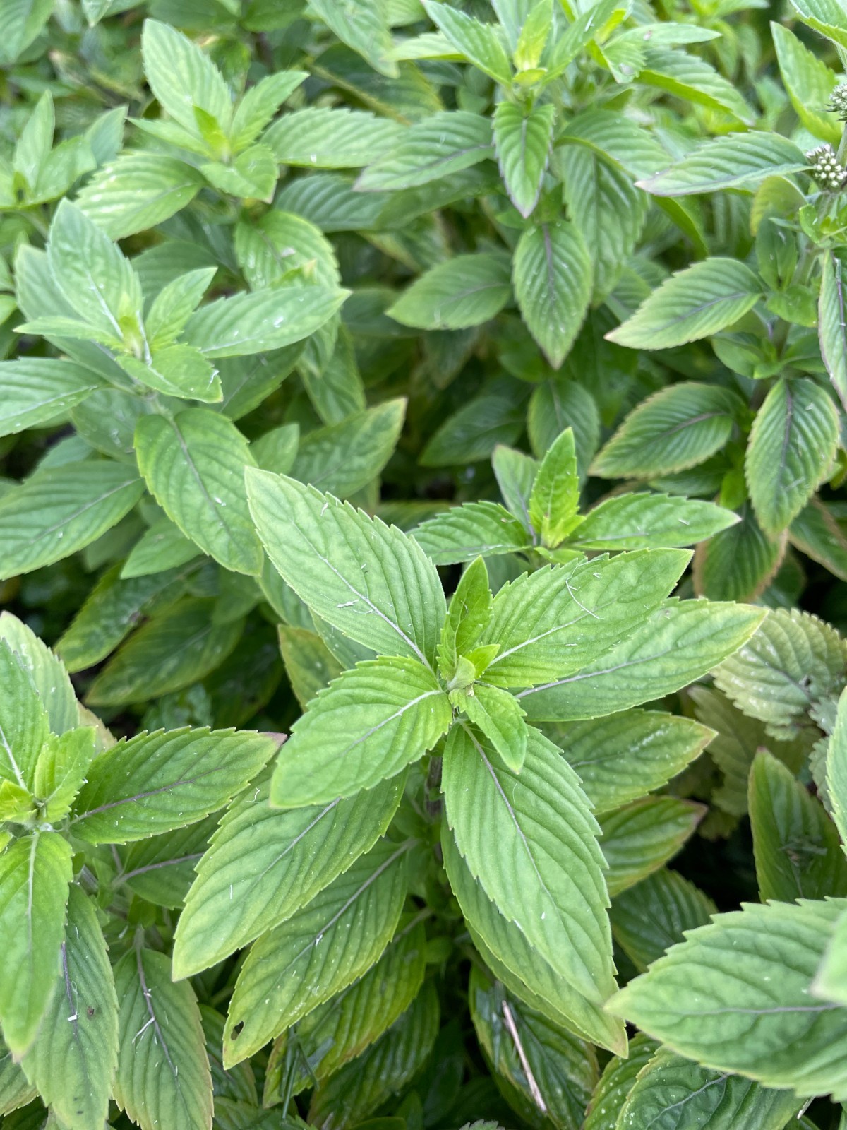 10 Bare Roots Chocolate Mints Rau hung cay Culinary Herbs Mentha perennial herb