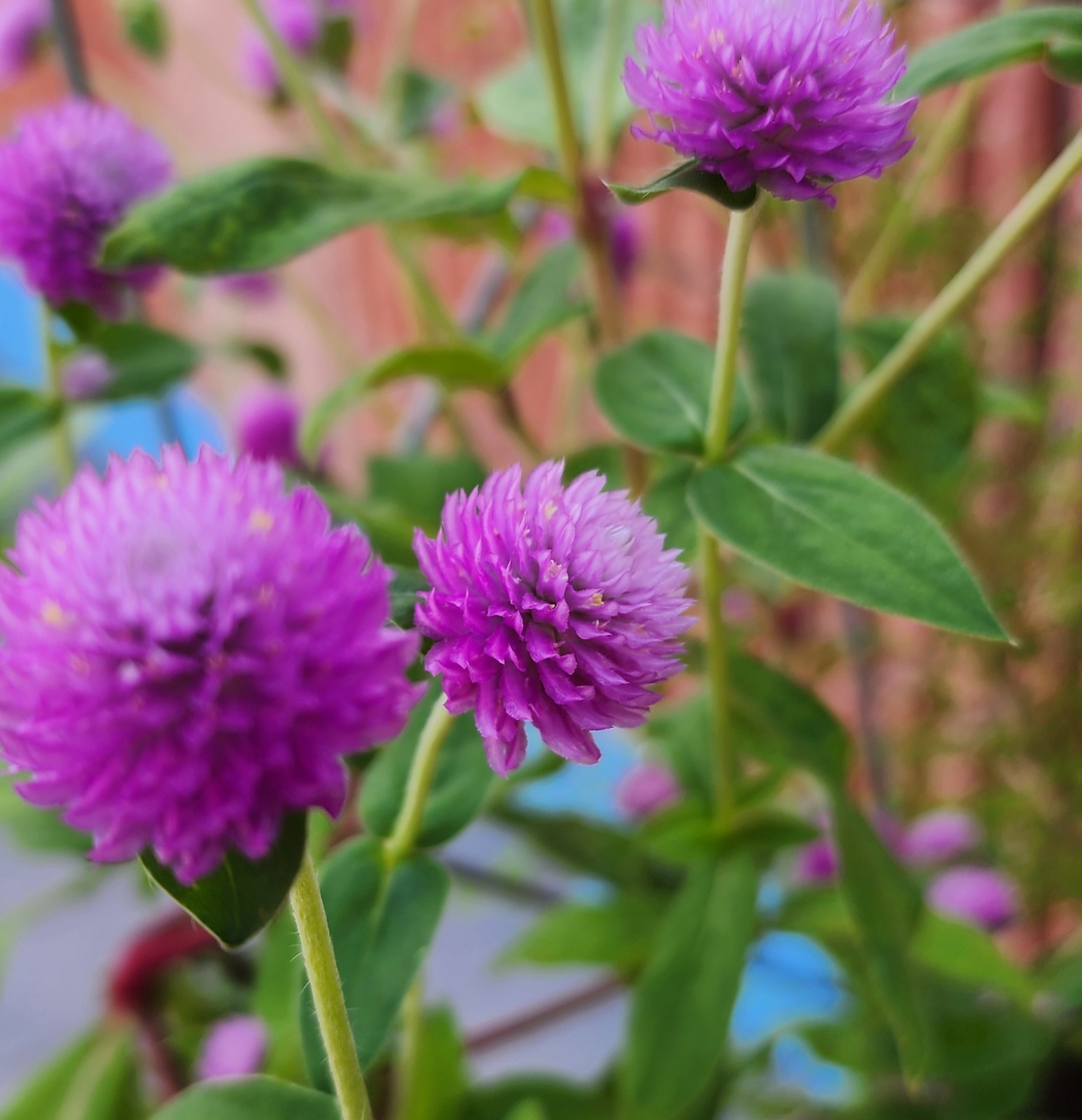 Globe Amaranth | Purple | White | Pink Strawberry Cream | 100 Seeds Easy to Grow