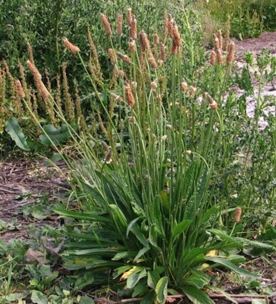 Fresh 2023 Seeds, Cold stratified~Lanceolata*English*Mugwort