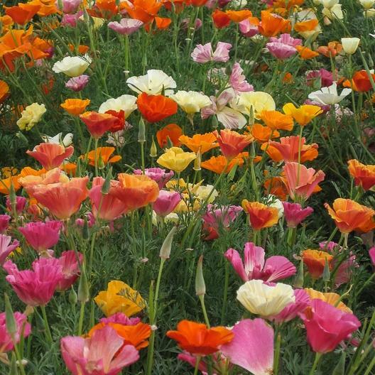 California Poppy MISSION BELLS MIX Brilliant Colors Meadow Non-GMO 1000 Seeds!