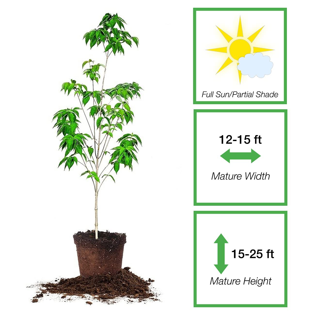 White Flowering Dogwood Tree 4-5ft. Tall Low Maintenance Ornamental Plant Vib…