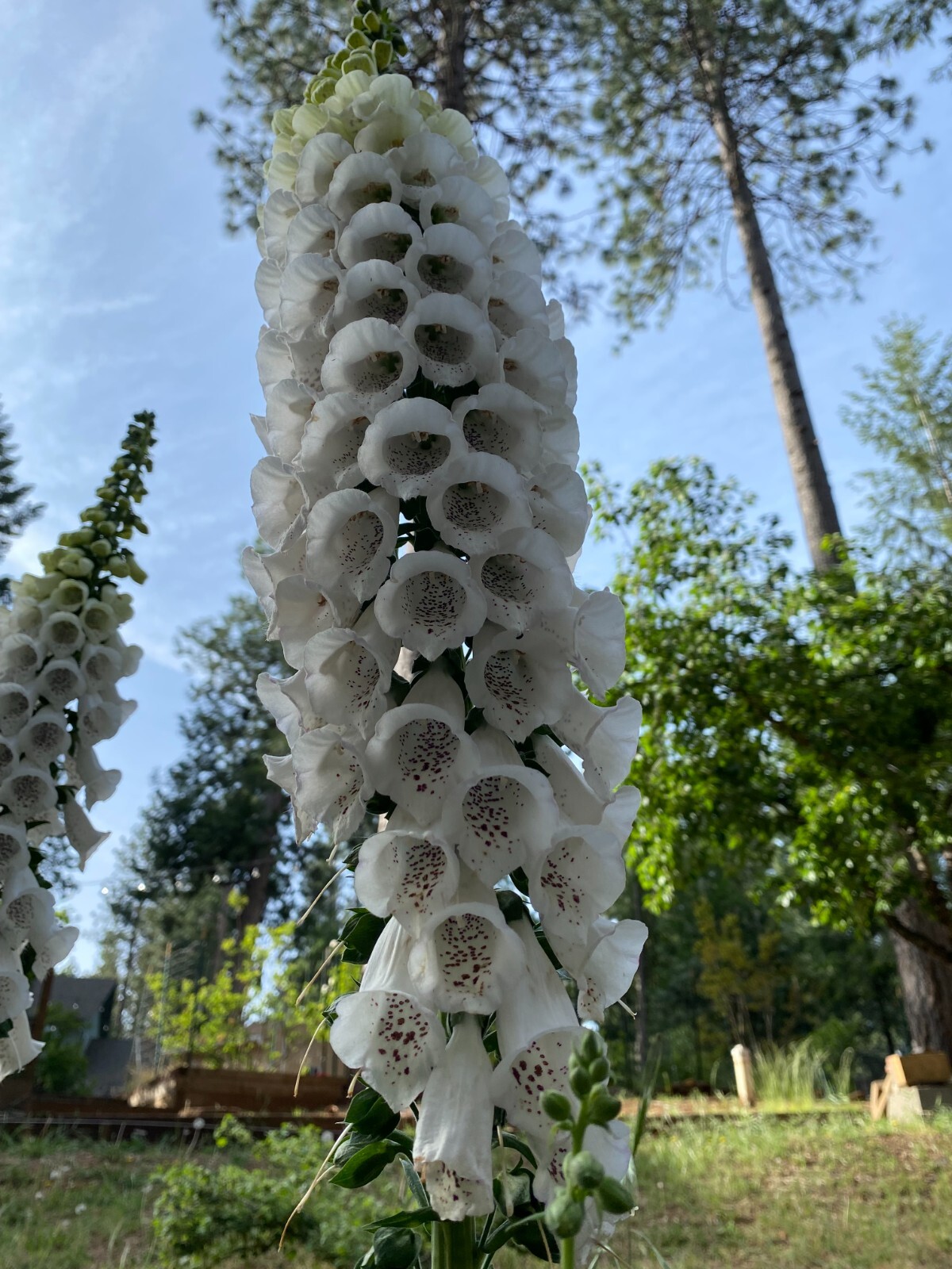 2 GRAMS FLOXGLOVE DIGITALIS (WILD) FOREST 2024 SEEDS, PERENNIAL FLOWER, NON GMO