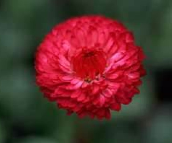 TALL RED CORNFLOWER 100 FRESH SEEDS FREE USA SHIPPING CENTAUREA CYANUS