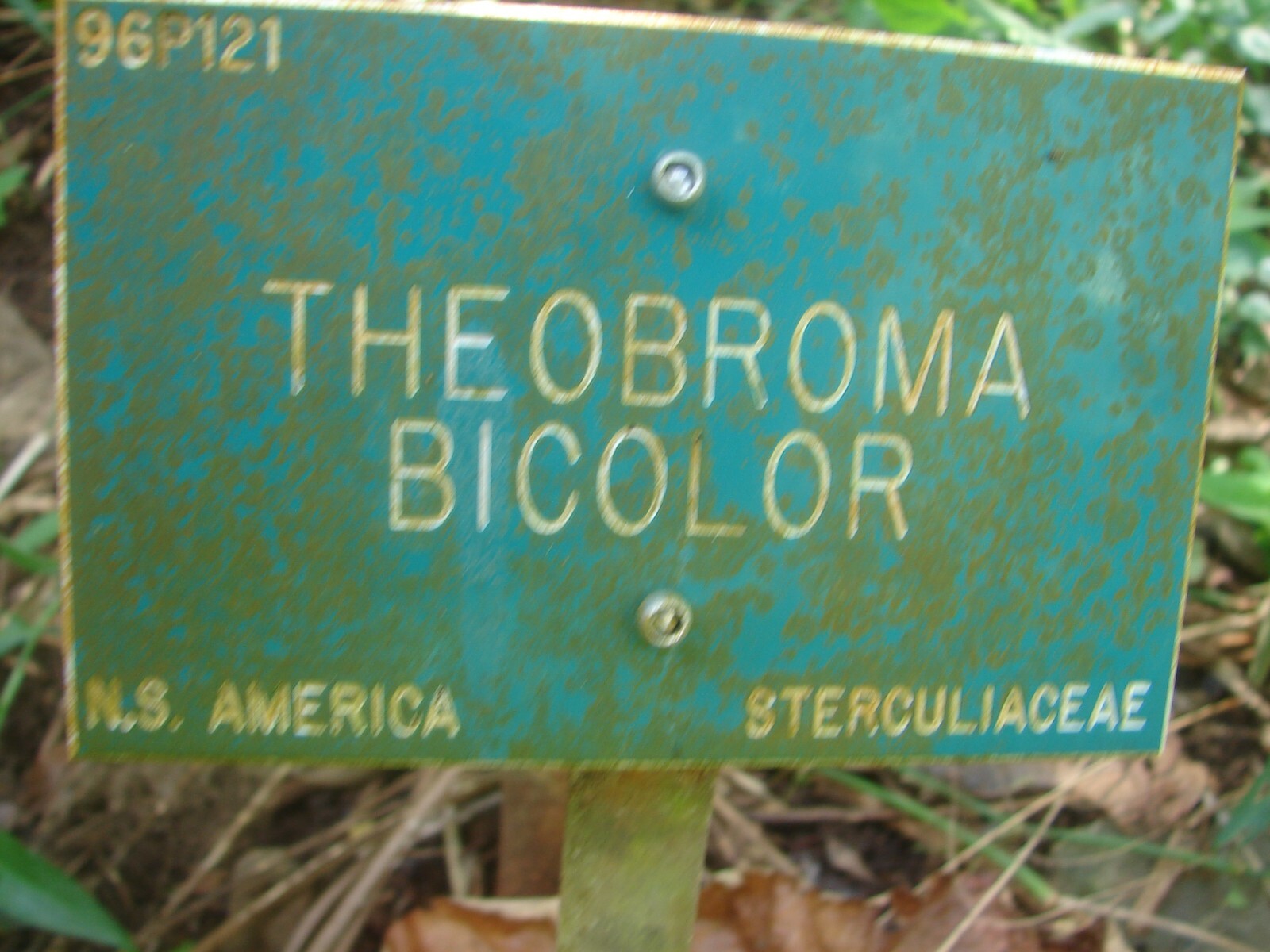 Theobroma Bicolor (White Cacao)cocoa tropical fruit tree Live Plant