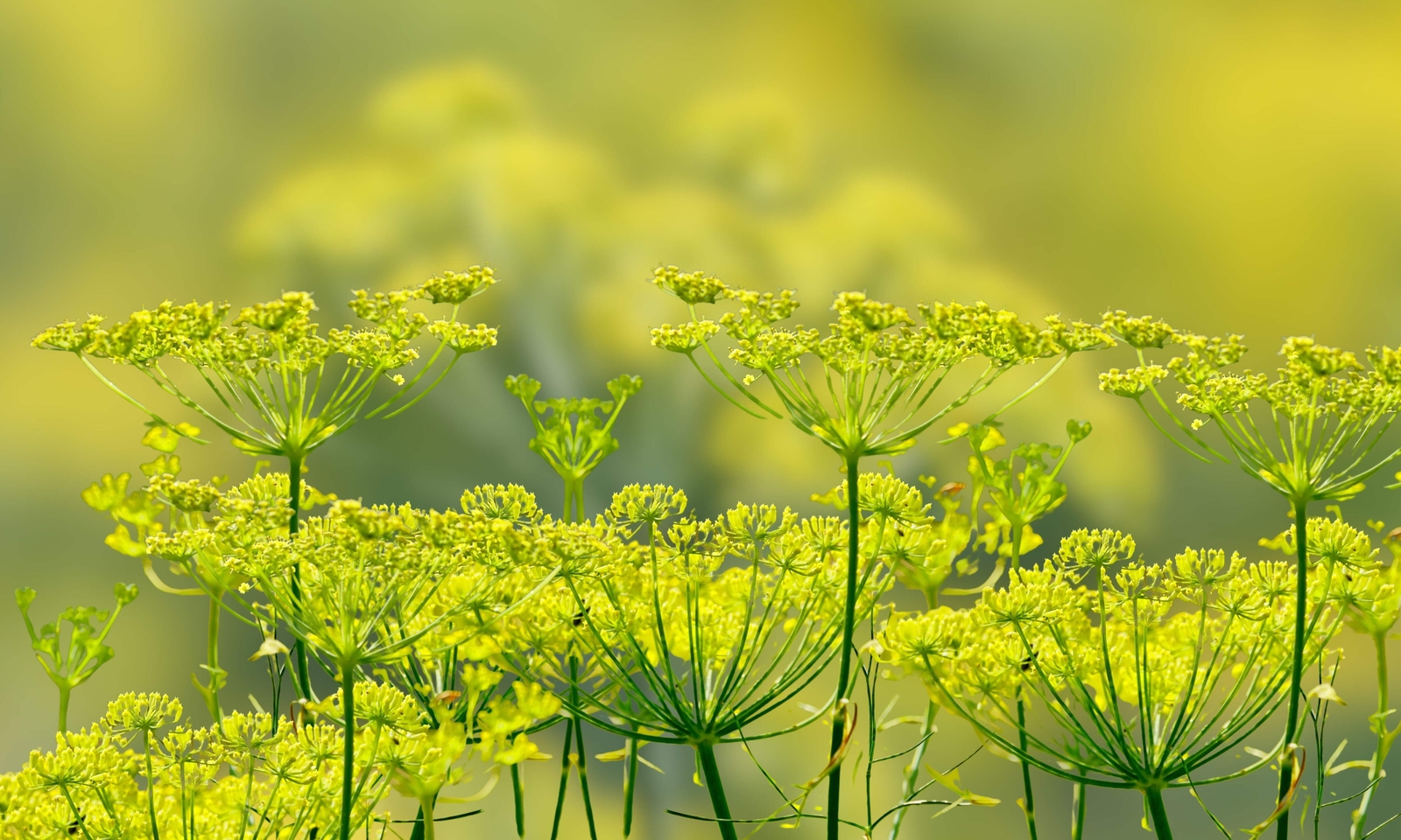 300 SWEET FLORENCE FENNEL Foeniculum Vulgare Azoricum Herb Vegetable Flower Seed