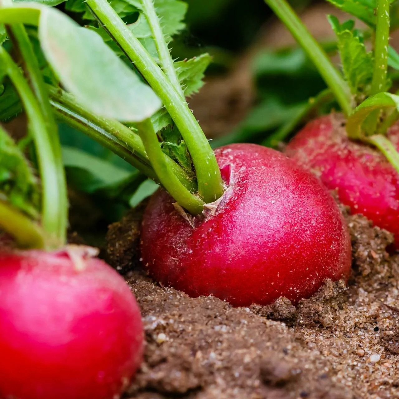 German Giant Radish Seeds | Red Globe Radishes Crimson Root Vegetable Seed 2024