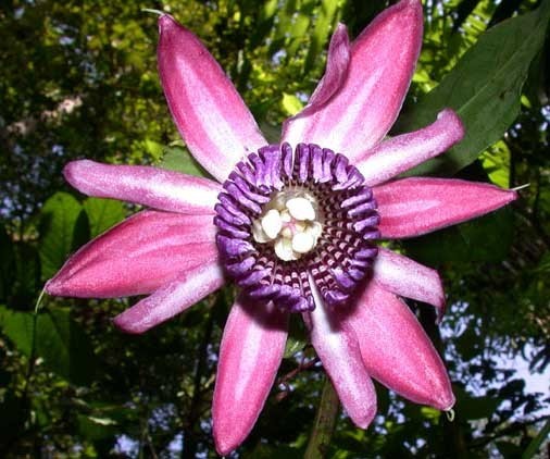 Passiflora ambigua | Mountain Granadilla | 5_Seeds
