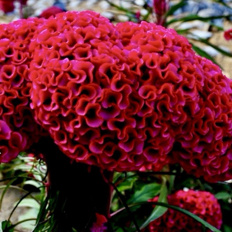 600 Celosia CRISTATA Mix COCKSCOMB Heirloom Cut & Dried Flower Seeds No Track
