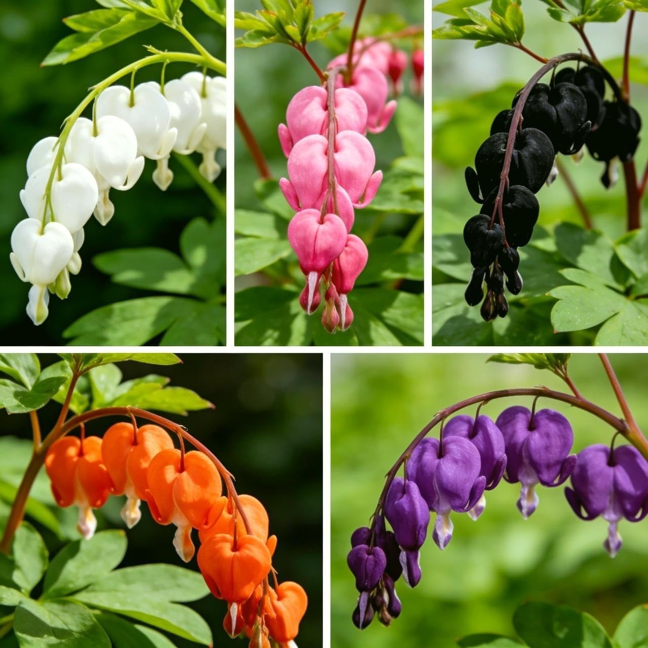 CarpetC 100+ Bleeding Heart Seeds for Planting, Dicentra Spectabilis Shade-Lovin