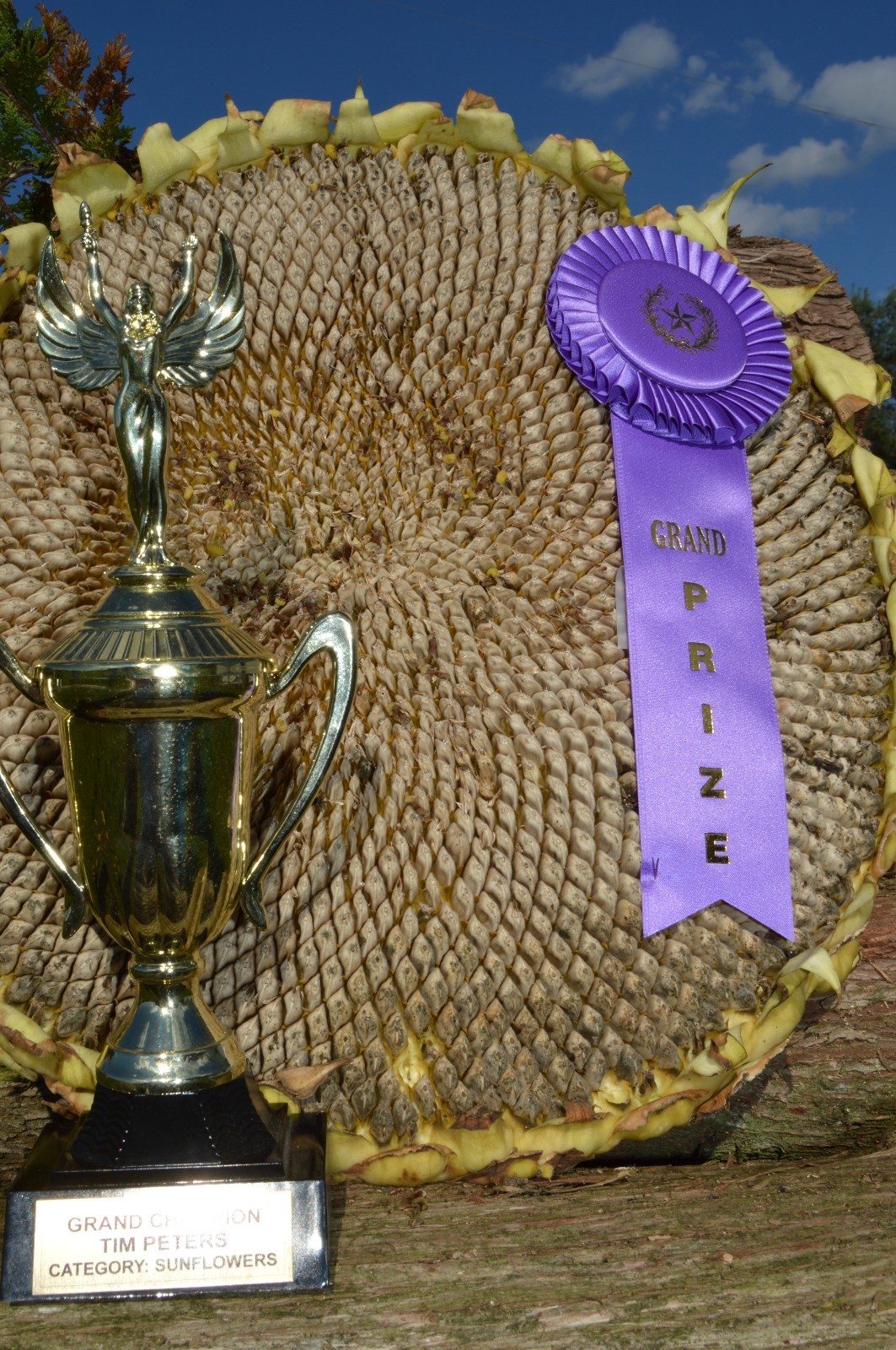 AMAZON SUNFLOWER / GRAND PRIZE AWARD WINNER / CHAMPION STRAIN / GIGANTIC PLANTS
