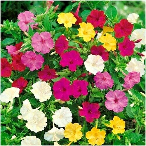 40+FOUR O CLOCK MIX Seed Wildflower Pollinators Fragrant Night Blooms Perennial