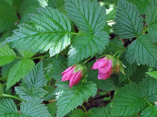 Rubus spectabilis | Salmonberry | 10 Seeds
