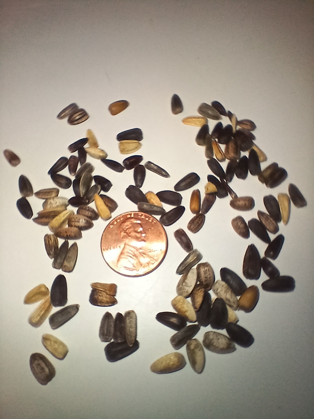 Dwarf Sunflower Seeds (400)