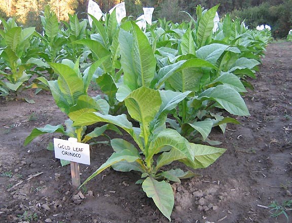 1000 Gold Leaf Orinoco Seeds ~ Heirloom Nicotiana Tabacum ~ Early High Yield!