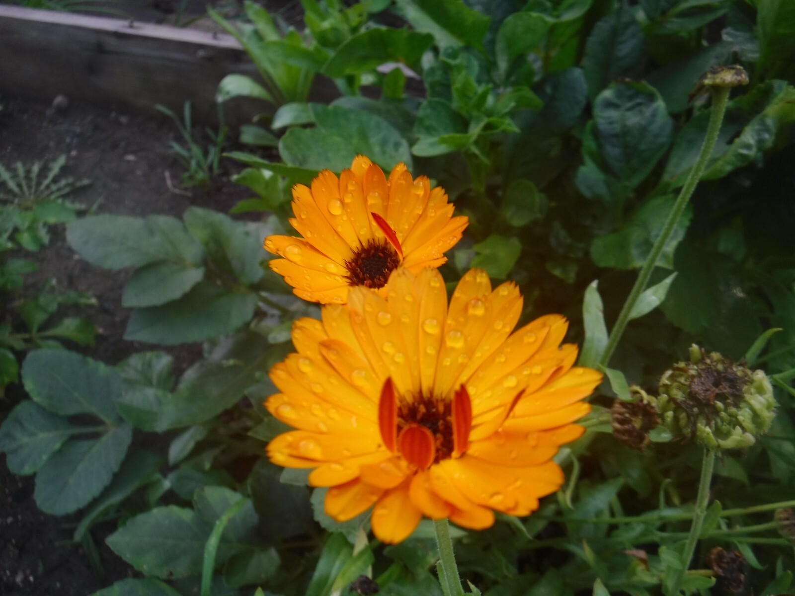 calendula mix 35+ Seeds