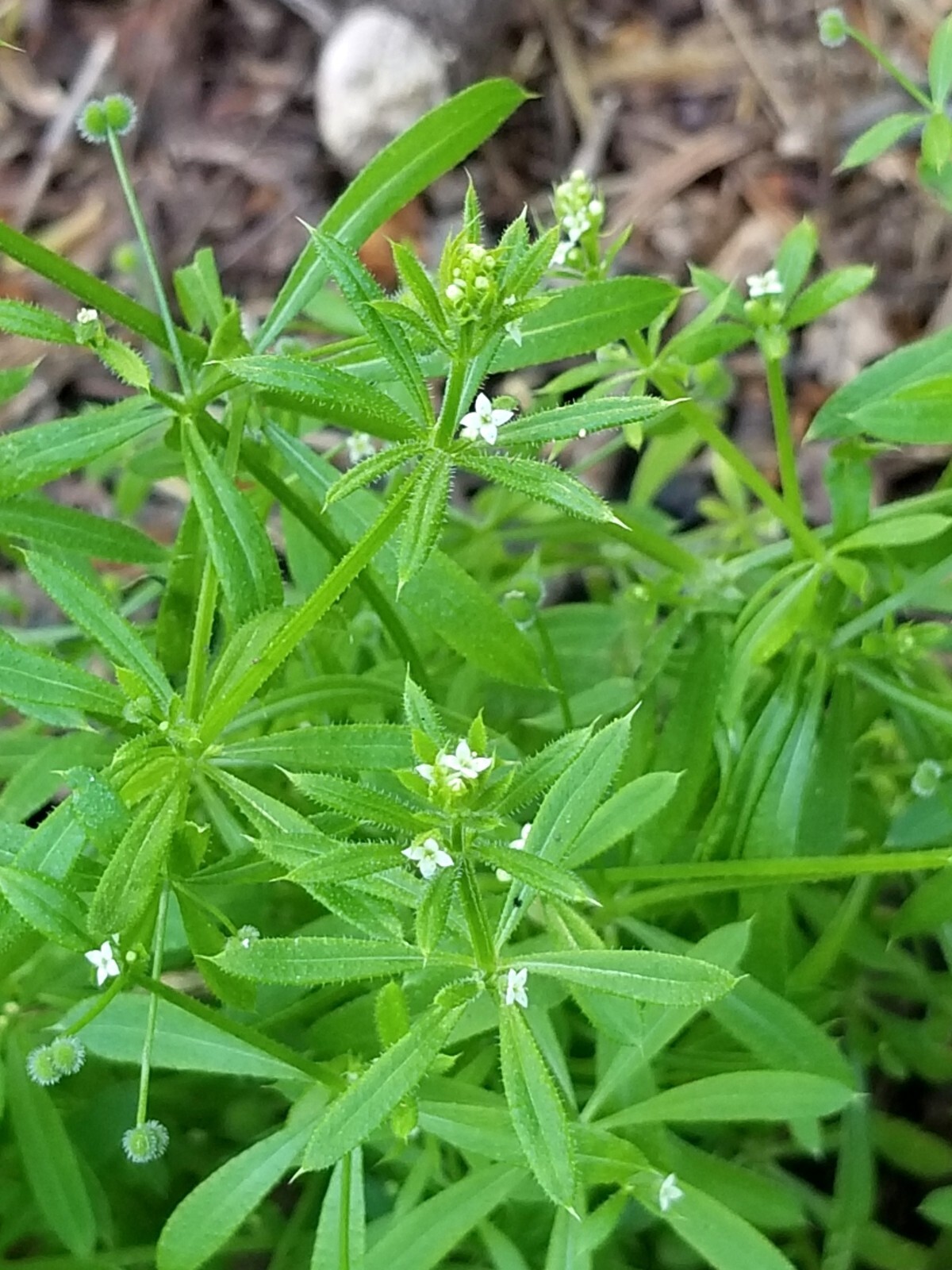 Cleavers (Bedstraw) “Galium aparine” / Medicinal dry herb/ wild harvested in MN