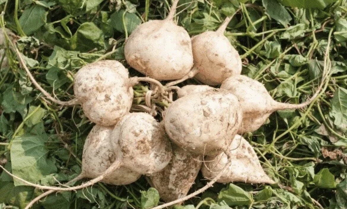 300+ SEEDS-Jicama/ Singkamas Seeds For Planting- USA SELLER