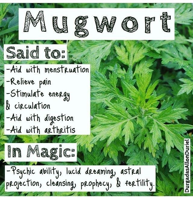 100+ MUGWORT Wormwood HERB SEEDS Magic Medicinal Culinary Heirloom Perennial Usa