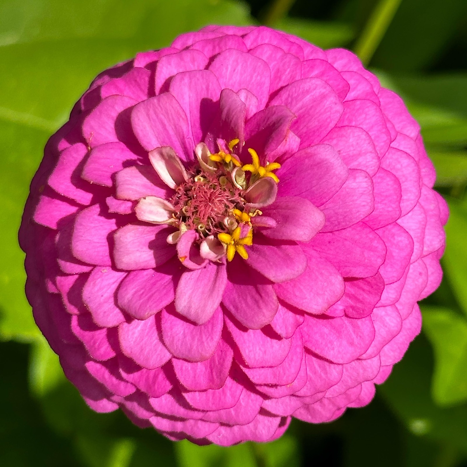 The Old Farmer’s Almanac Zinnia Seeds Green,Orange,Pink,Purple,Rose Red