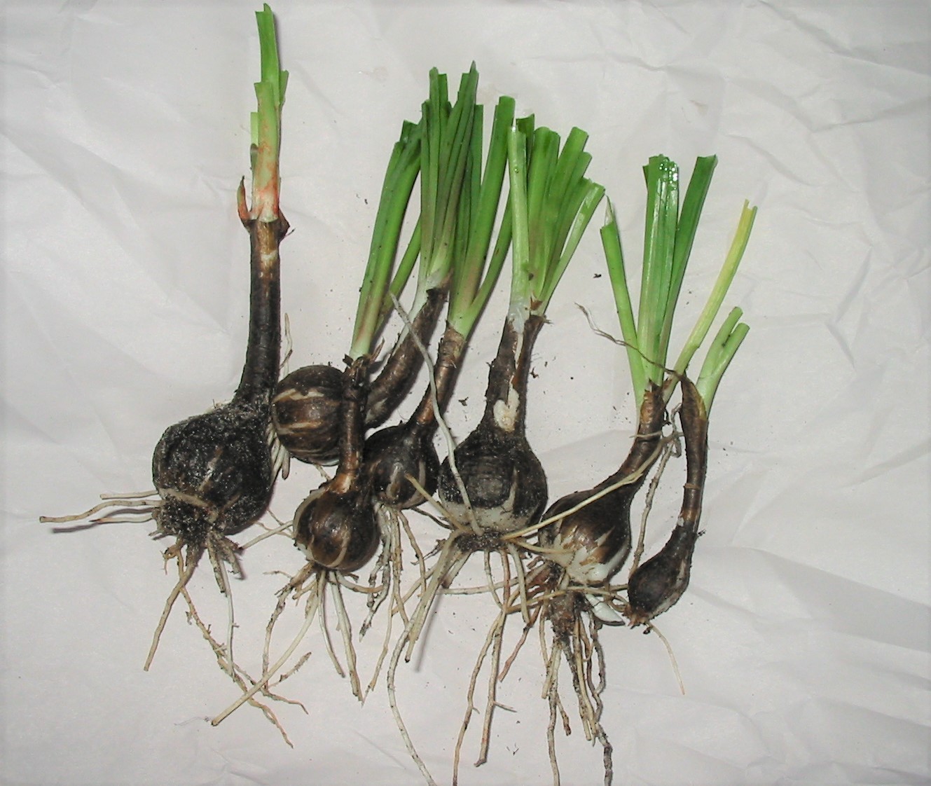 Rain Lilly Bulbs – White & Pink Flower – 10 Piece – Fresh LIVE With Roots