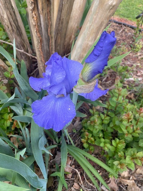 IRIS mixed colors in SETS of 5, easy to grow plant up to 6 wks. before frost