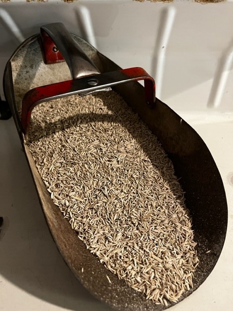 Coated Potomac Orchardgrass Seeds Pasture, Cattle Forage, Hay, Food Plots