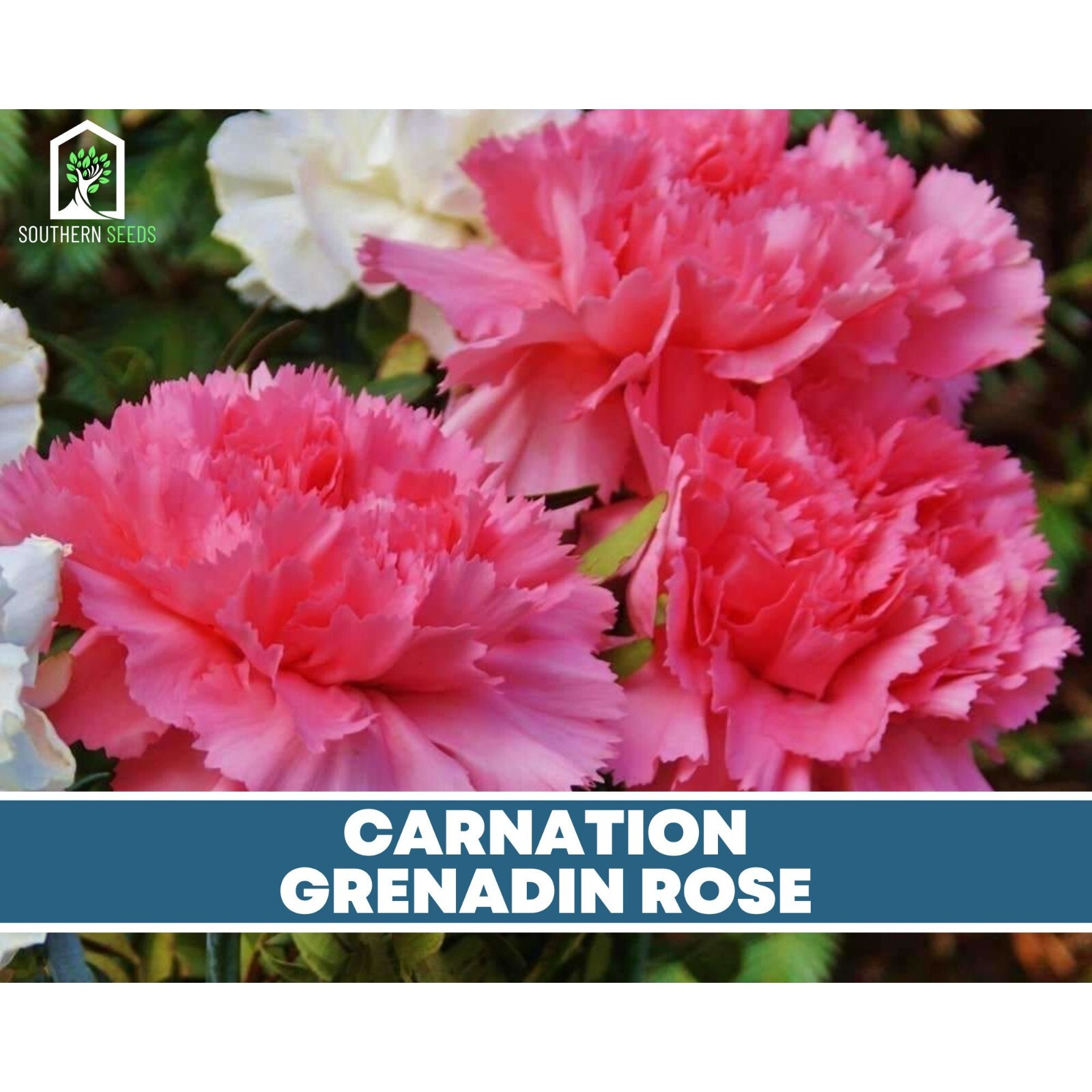 Carnation, Grenadin Rose – 25 Seeds (Dianthus carophyllus)