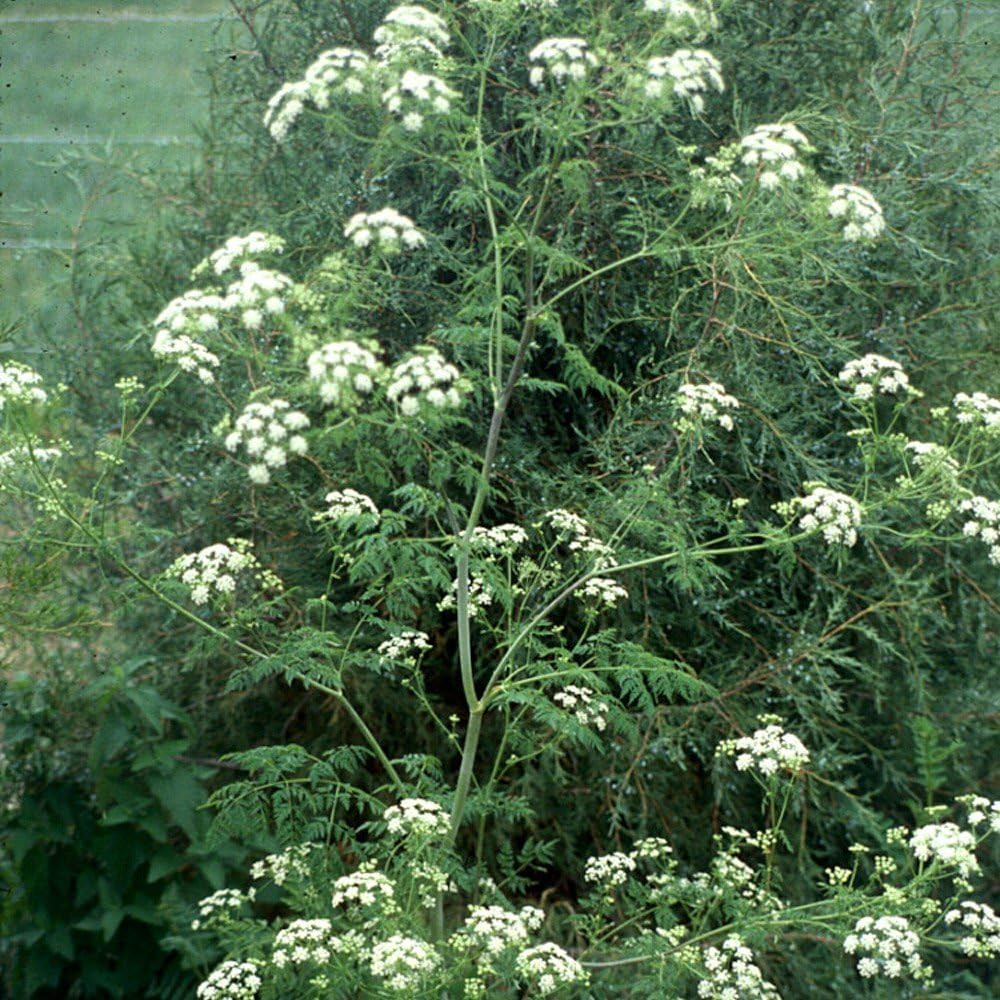 – Poison Hemlock (Conium Maculatum) – Grow Now or Store for Future Planting – Ca