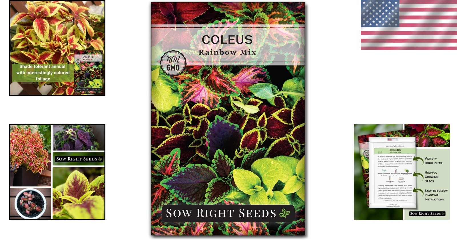Beautiful Coleus Rainbow Mix Seeds – Indoor/Outdoor Gardening Delight