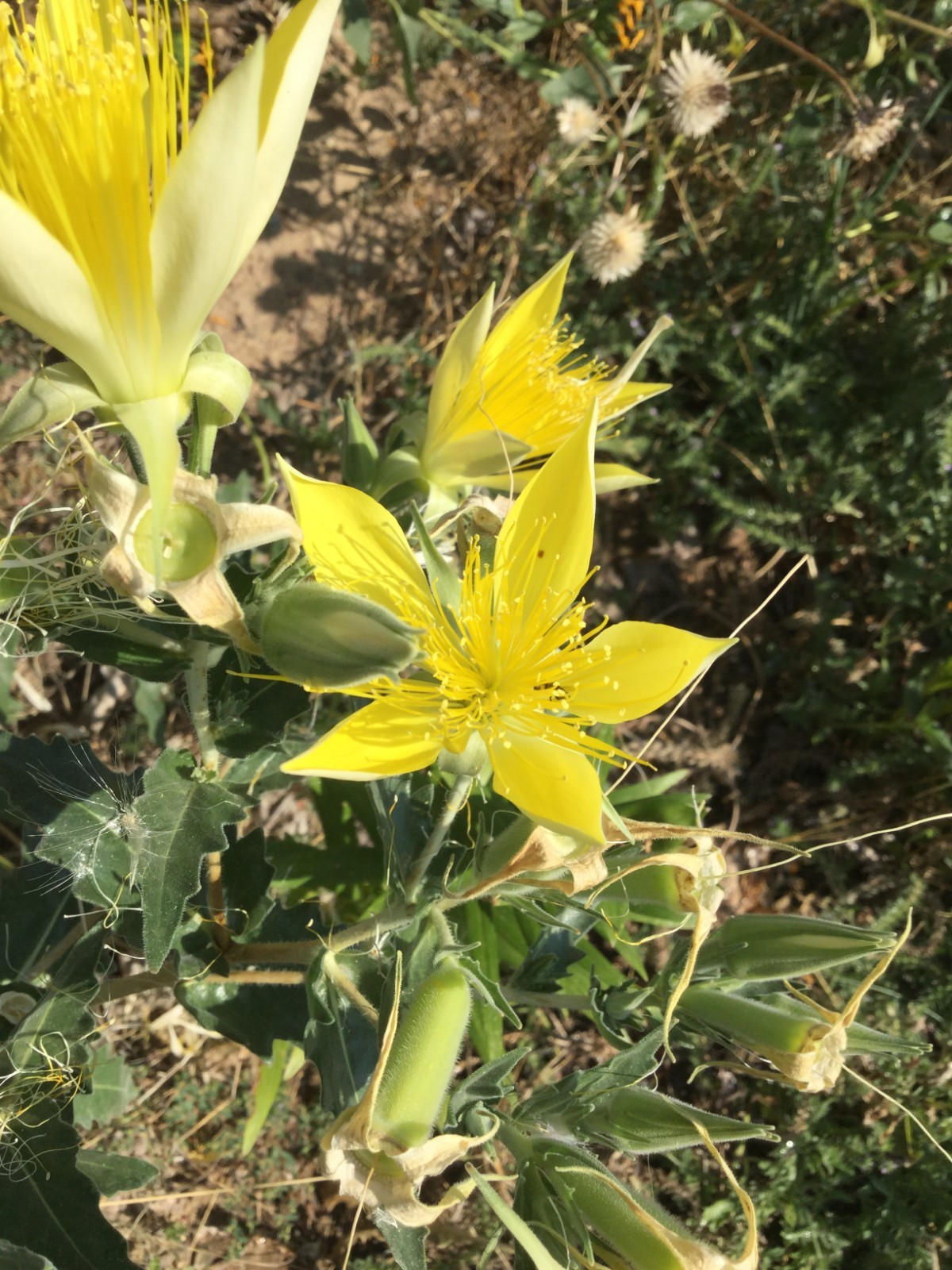 Mentzelia laevicaulis, Giant Blazingstar Biennial Wildflower Plant Seeds