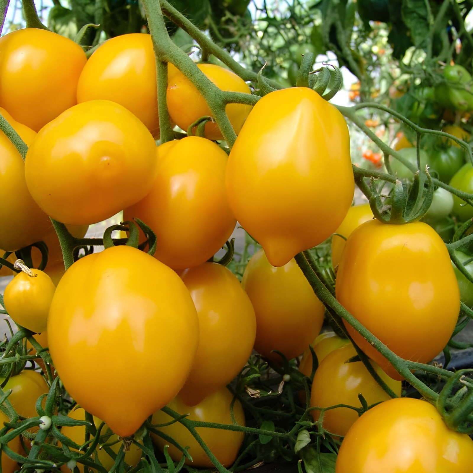 100 Heirloom Rare Lemon Plum Tomato Seeds – Large Sweet Salad Tomato Lemon Shape
