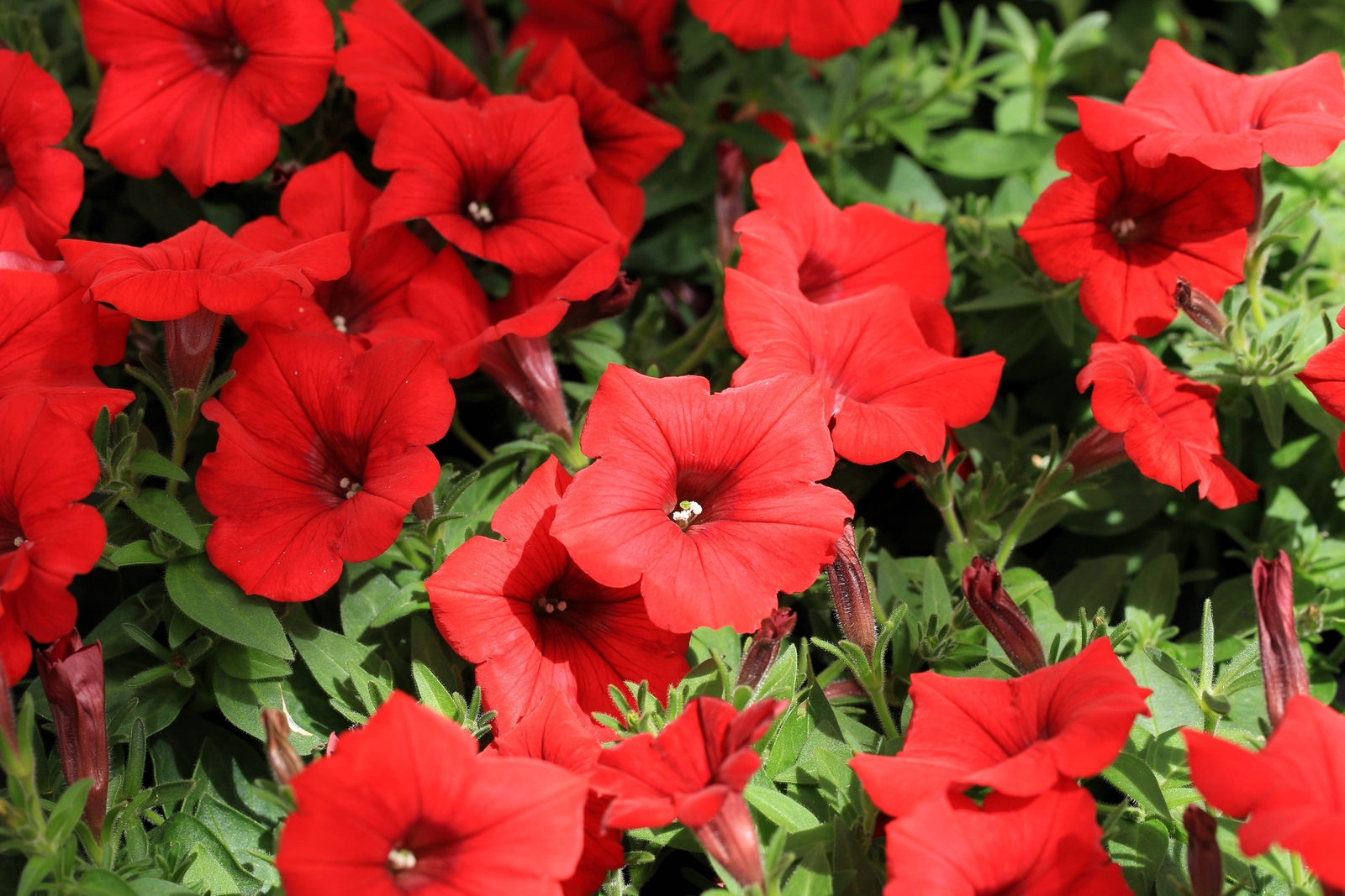 250 Mixed Colors DWARF PETUNIA Pink Red Purple White Yellow Bicolor Flower Seeds