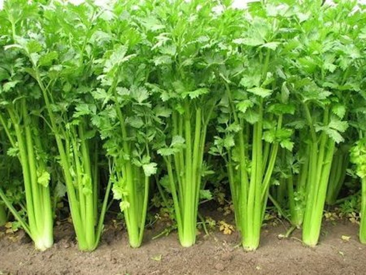 5000 Chinese Celery Seeds Non-GMO Heirloom USA Seller