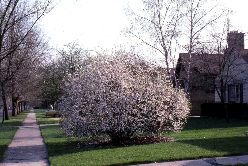 Nanking Chinese Dwarf Cherry Tree Seeds (Prunus tomentosa) Fruit Fast, Hardy-2