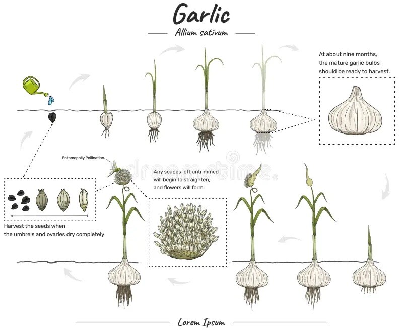 Organic Grown Garlic 3 BULBS