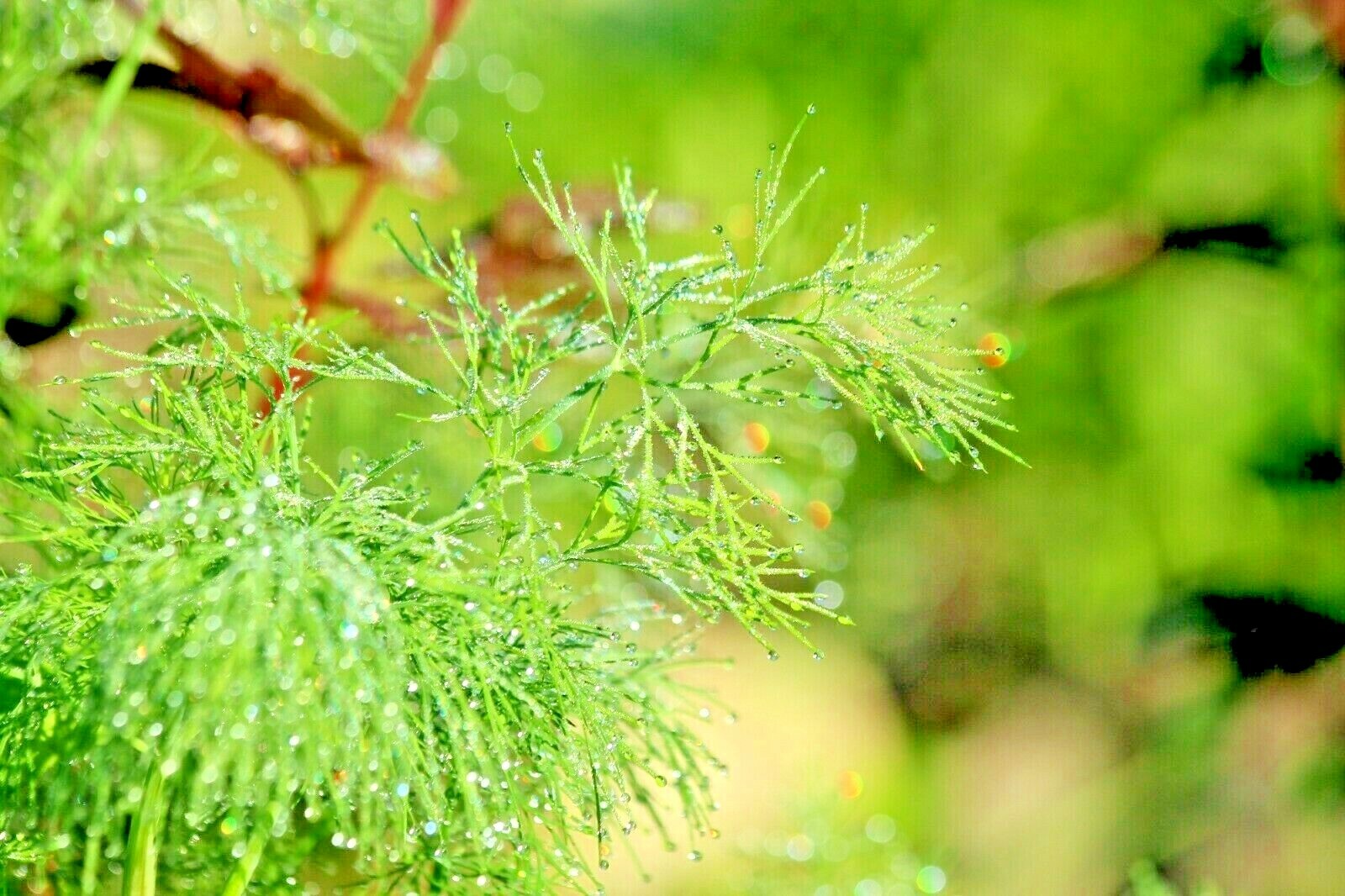 350 SEEDS DILL SPRING DROUGHT TOLERANT HERB VEGETABLE GARDEN NON-GMO HEIRLOOM US