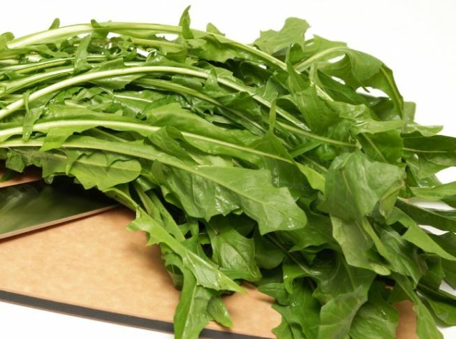 500 Heirloom Italian Dandelion CATALOGNA EMERALD ENDIVE SEEDS